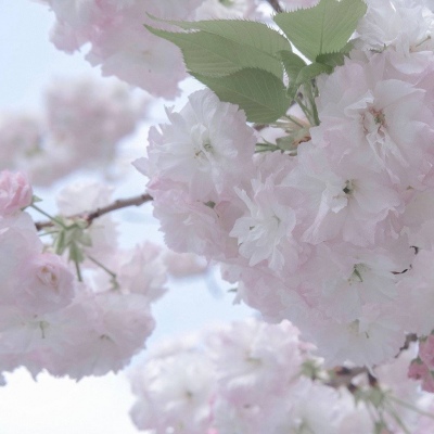 Furry插画素材合集FurryQQ群